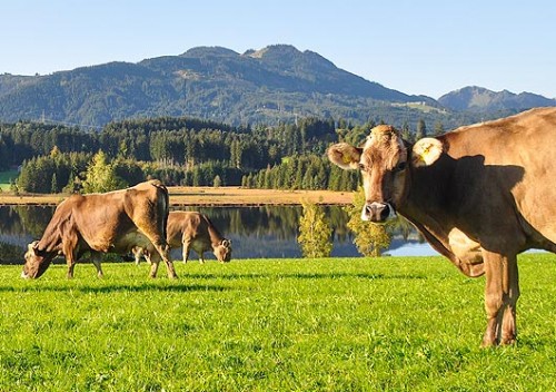 Kühe auf der Weide mit tollem Ausblick