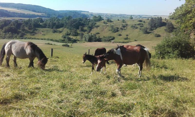 Pferde auf der Weide - Nengshof