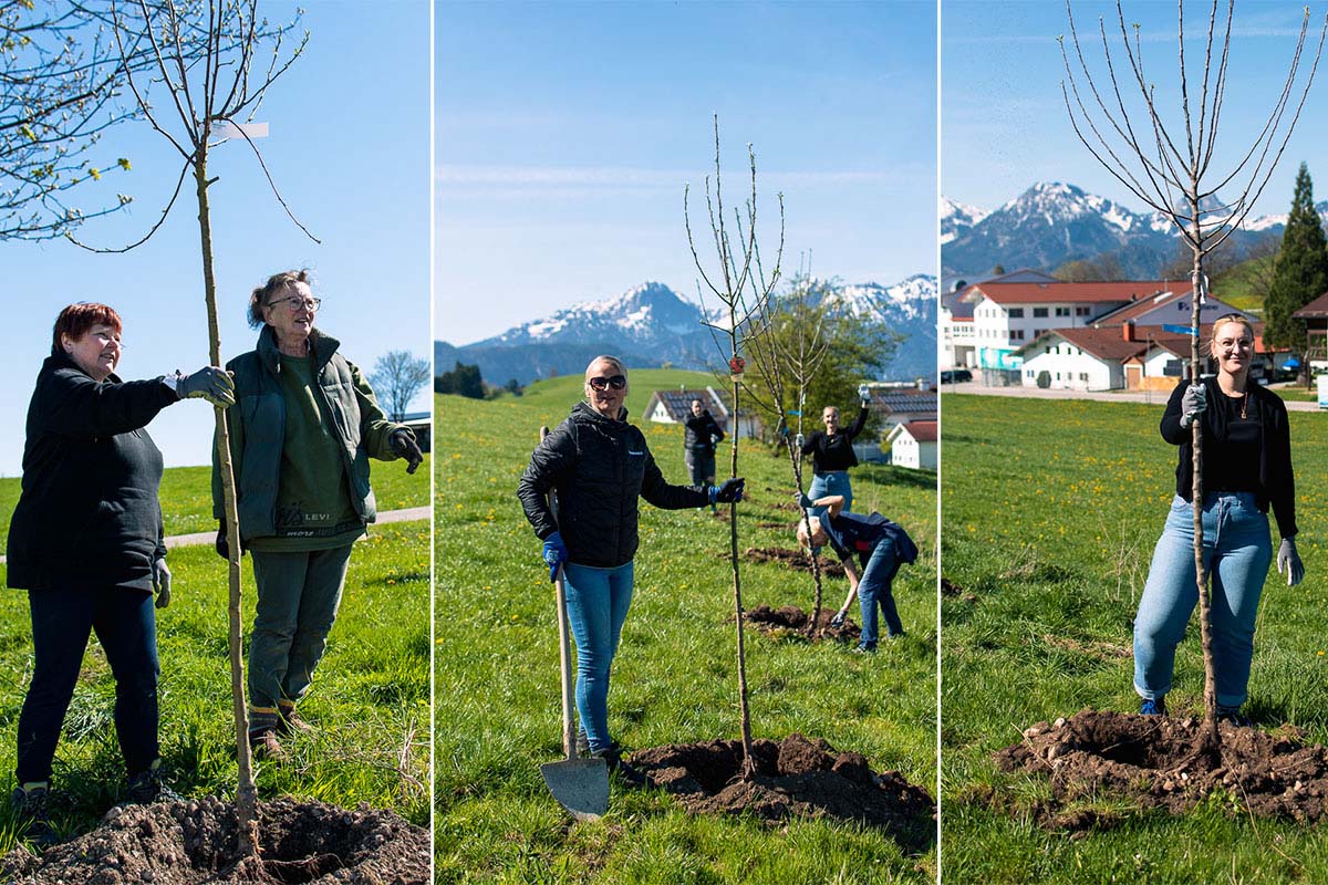 Drei Fotos zeigen Teammitglieder von Bauernhofurlaub.de beim Pflanzen junger Apfelbäume auf einer Wiese vor Bergkulisse.