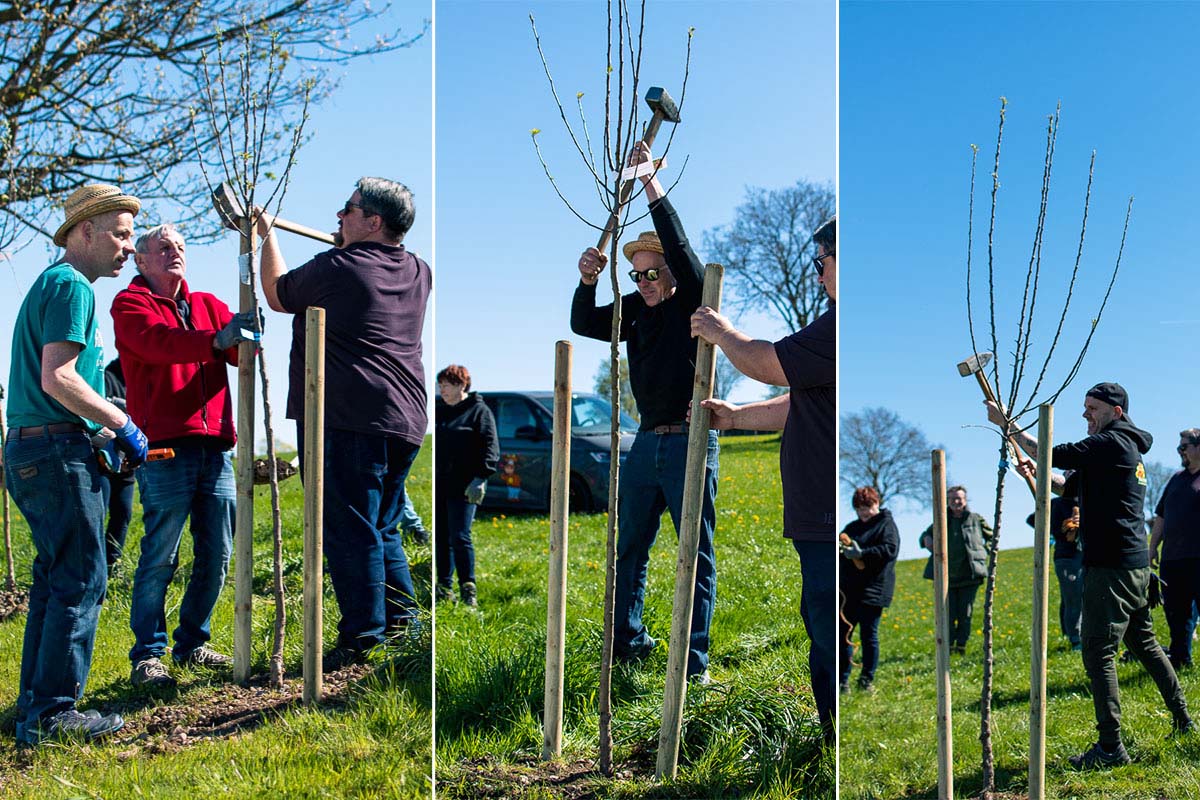 Drei Fotos zeigen mehrere Personen beim Sichern und Anbinden junger Apfelbäume mit Holzpfählen auf einer Wiese.
