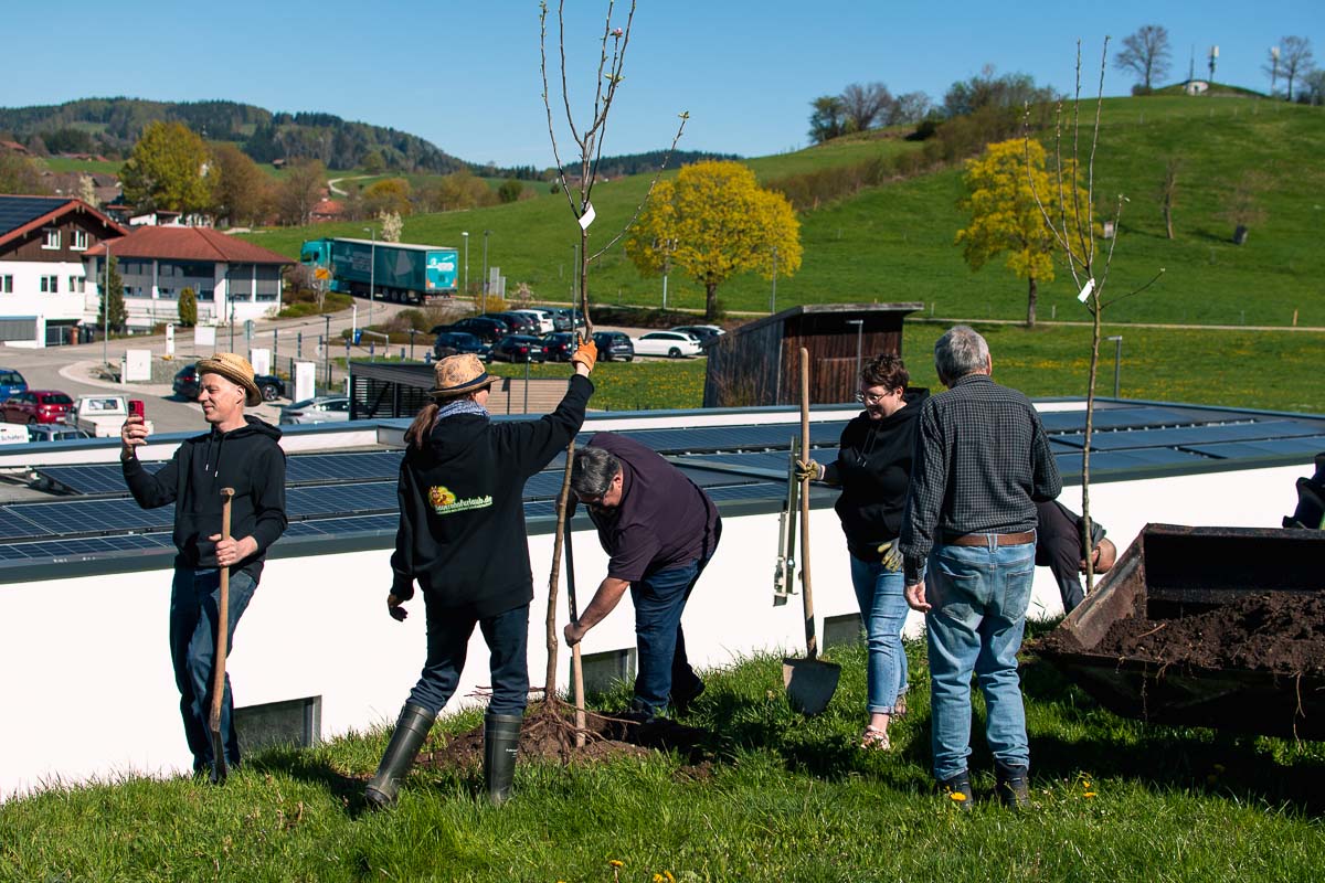 Mehrere Personen pflanzen junge Apfelbäume auf einer Wiese neben einem Gebäude mit Solaranlage.