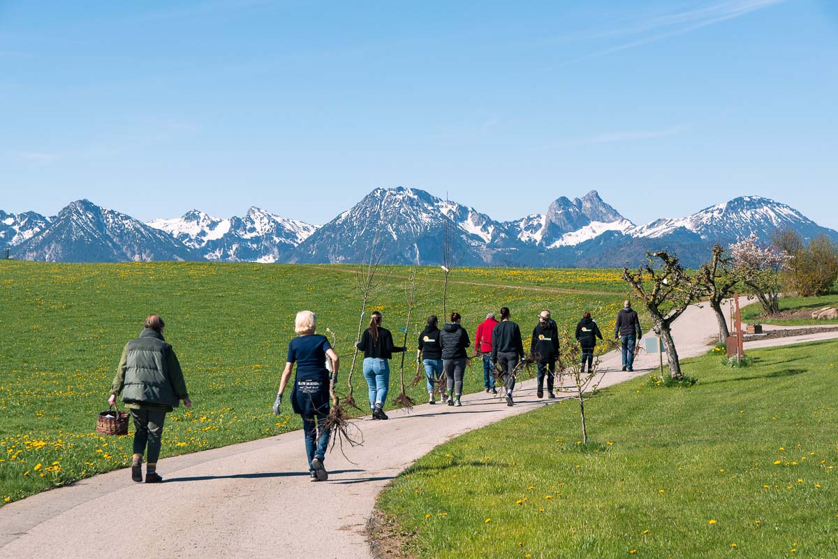 Eine Gruppe trägt junge Apfelbäume über einen Weg durch eine Wiesenlandschaft mit Bergen im Hintergrund.