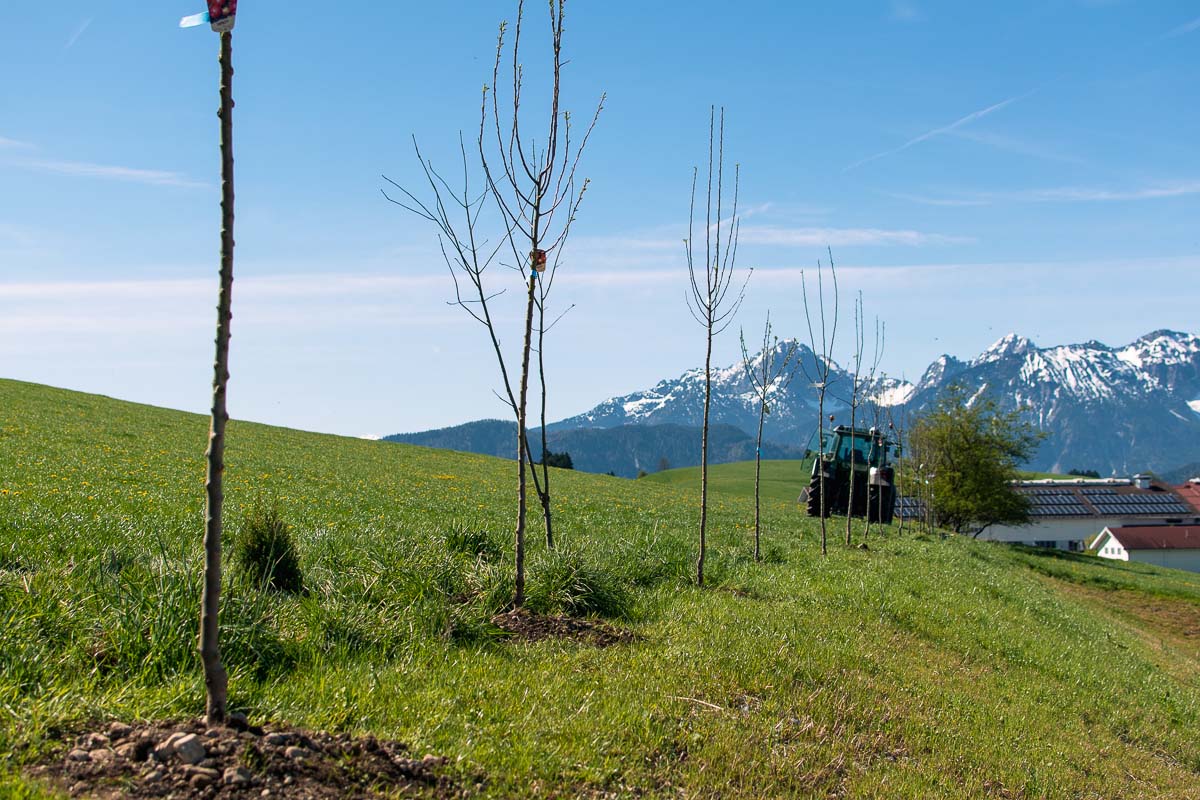 Eine Reihe frisch gepflanzter junger Apfelbäume steht auf einer Wiese. Im Hintergrund sind ein Traktor, Gebäude und Berge zu sehen.