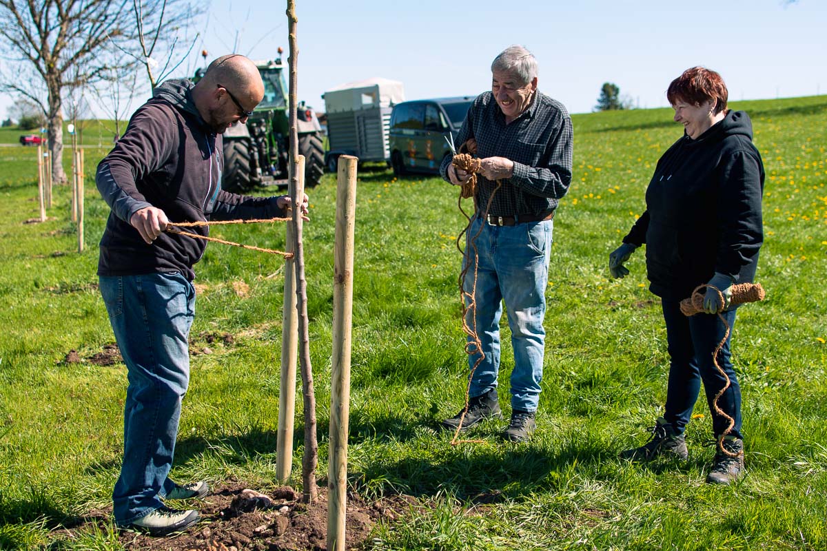 Drei Personen befestigen einen jungen Apfelbaum mit Seilen an Holzpfählen auf einer Wiese.