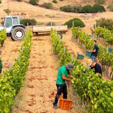 Zu Gast im Agriturismo Piperedda bei Irgoli