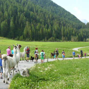 Lamas & Alpakas am Reiterhof Alpin Appart