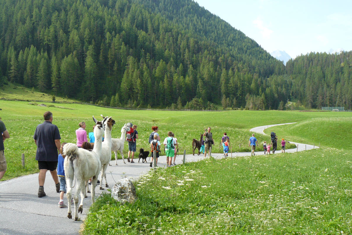 Lama- und Alpakawanderung in schönster Natur