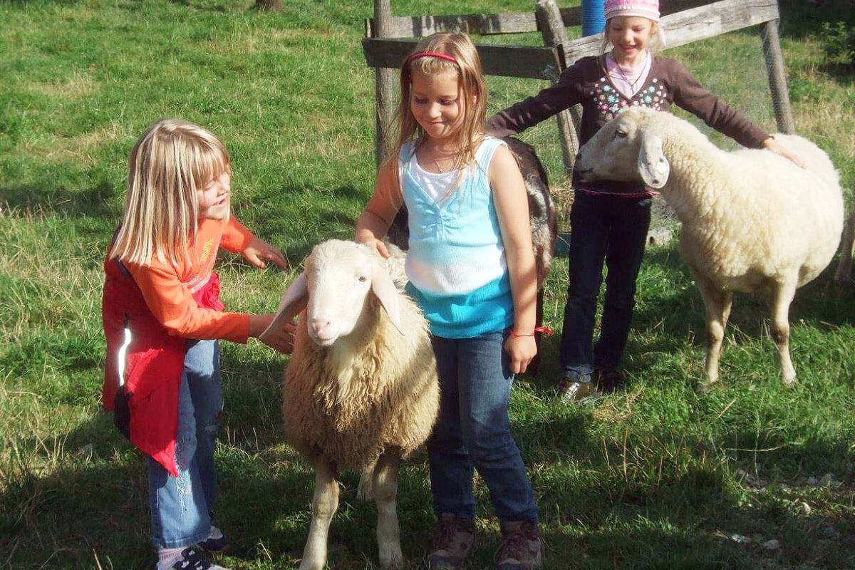 Schafe auf dem Thomahof