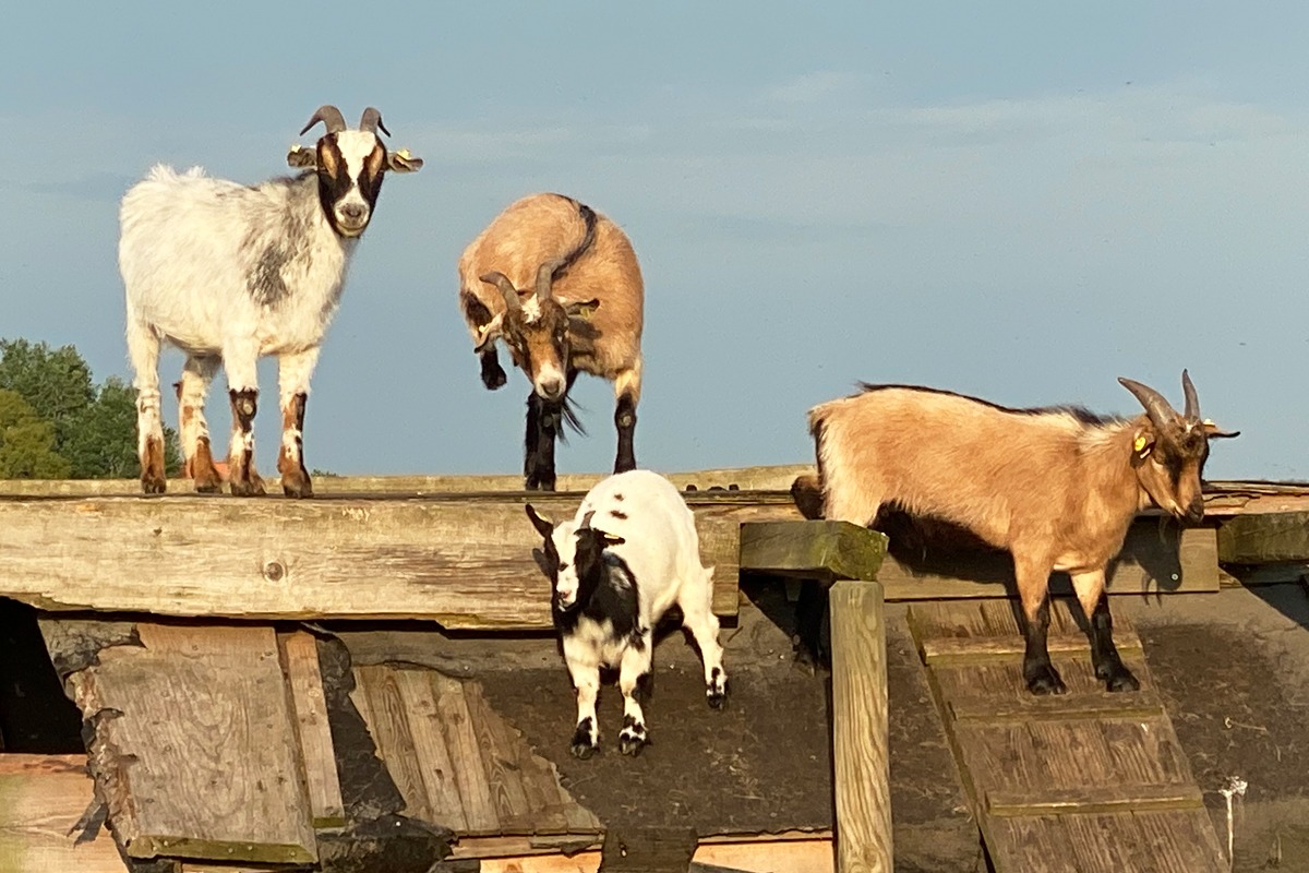 Die Ziegen auf dem Rügen-Ferienhof